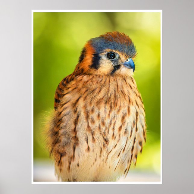 Affiche American Kestrel Falcon Portrait Wildlife Print (Devant)