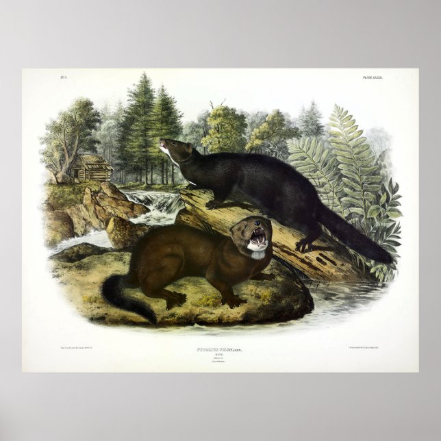 Affiche American Mink, vision néovison par Audubon (Devant)
