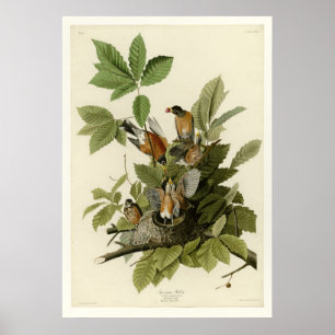 Affiche American Robin