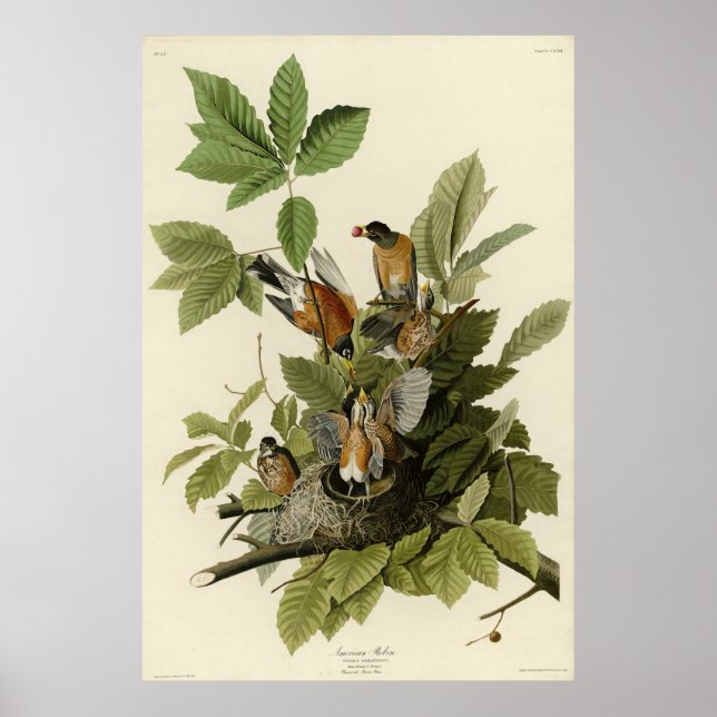 Affiche American Robin from Audubon's Birds of America (Devant)