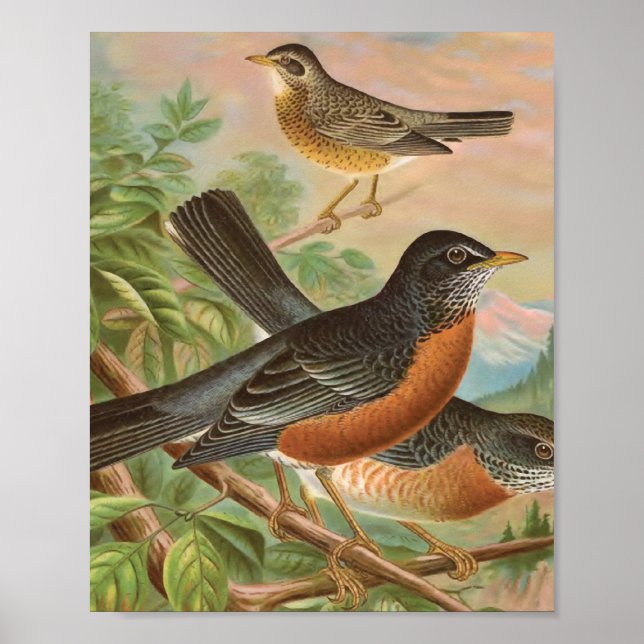 Affiche American Robin Vintage Bird Illustration (Devant)
