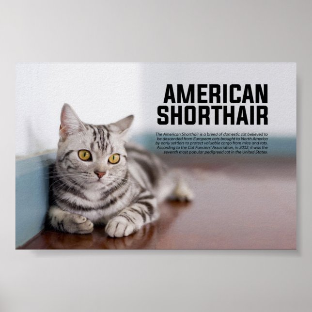 Affiche American Shorthair Cat Breed (Devant)