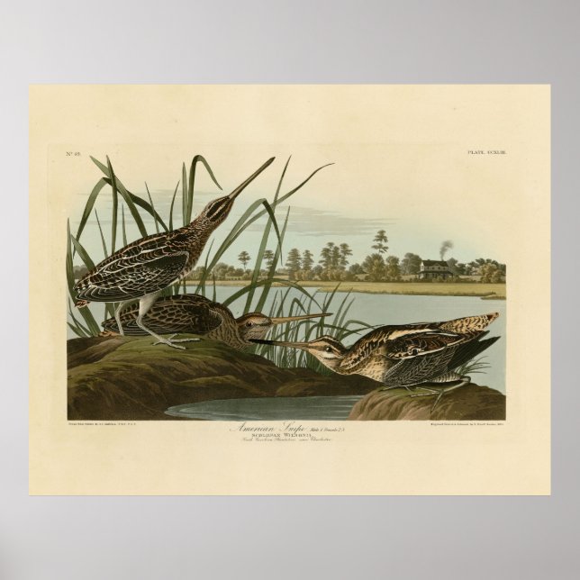 Affiche American Snipe (Wilson) Audubon's Birds of America (Devant)