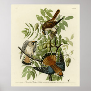 Affiche American Sparrow Hawk - Audubon's Birds of America