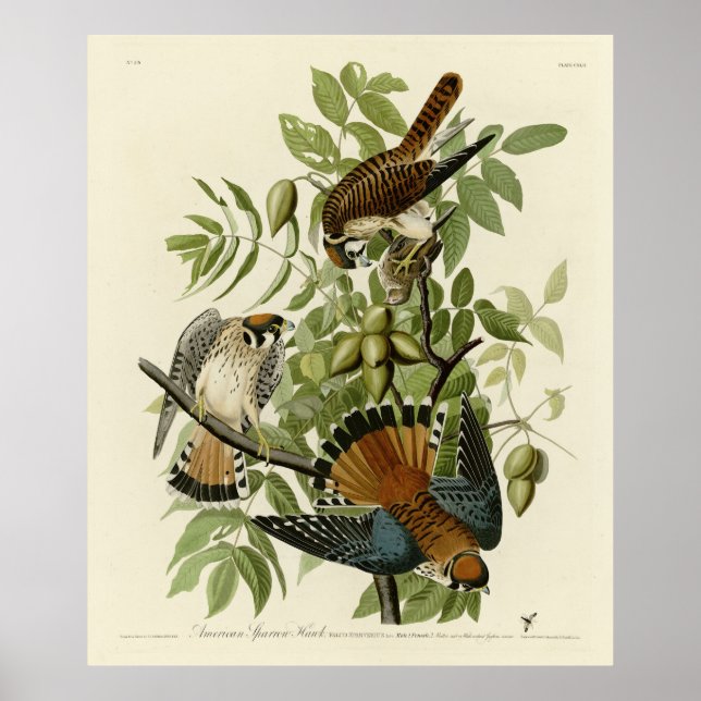 Affiche American Sparrow Hawk - Audubon's Birds of America (Devant)