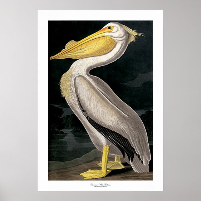 Affiche American White Pelican par John James Audubon (Devant)