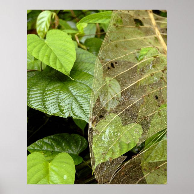 Affiche Amérique centrale, Costa Rica, Sarapiqui, Braulio (Devant)