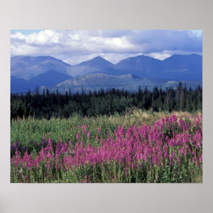 Affiche Amérique du Nord, Canada, Yukon. Fleurs de mauvai