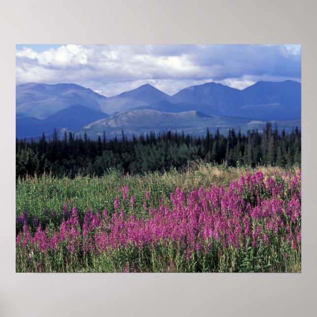 Affiche Amérique du Nord, Canada, Yukon. Floraison d'épilo (Devant)