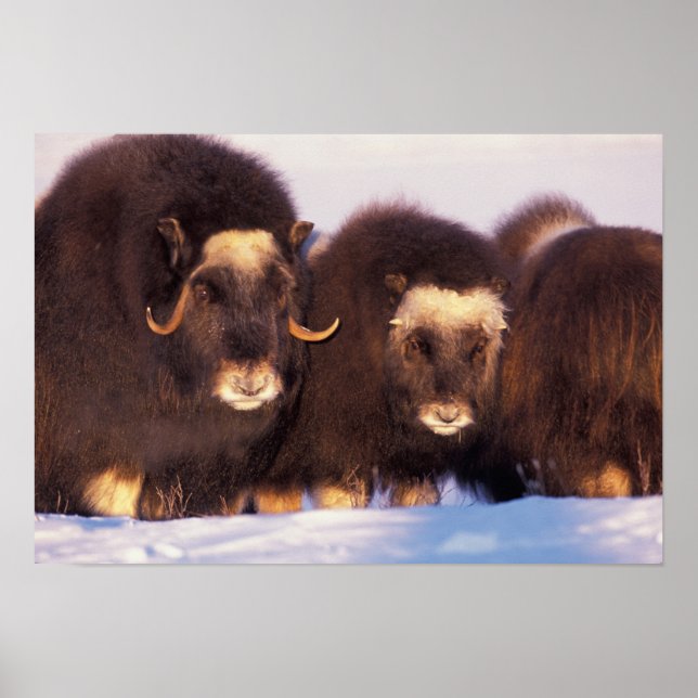 Affiche Amérique du Nord, États-Unis, Alaska, Cercle Arcti (Devant)