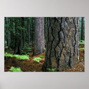 Affiche Amérique du Nord, États-Unis, Californie, Yosemite