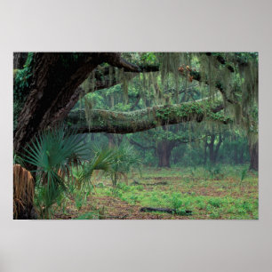 Affiche Amérique du Nord, États-Unis, Géorgie, Cumberland