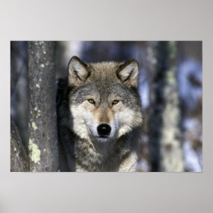 Affiche Amérique du Nord, États-Unis, Minnesota. Loup Cani