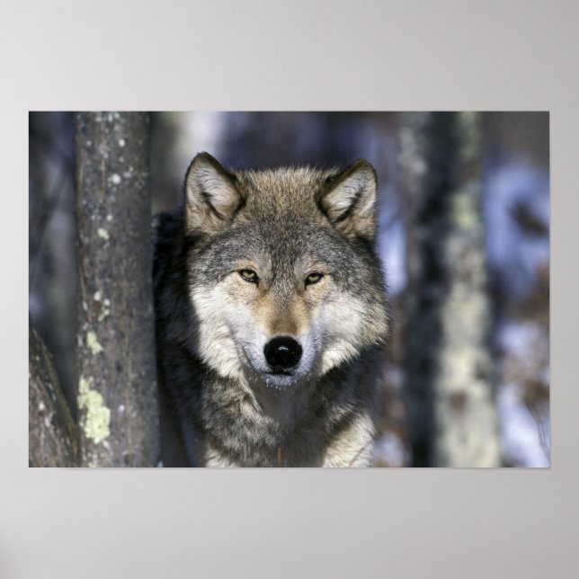 Affiche Amérique du Nord, États-Unis, Minnesota. Loup Cani (Devant)