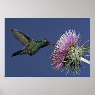 Affiche Amérique du Nord, USA, Arizona. Facturé à grande é