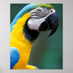 Affiche Amérique du Sud, Brésil, Iguacu National Park,