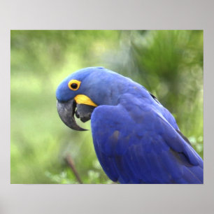 Affiche Amérique du Sud, Brésil, Pantanal