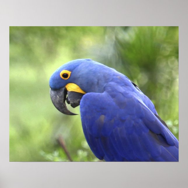 Affiche Amérique du Sud, Brésil, Pantanal (Devant)