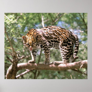 Affiche Amérique du Sud, Equateur, Amazonie. Ocelot