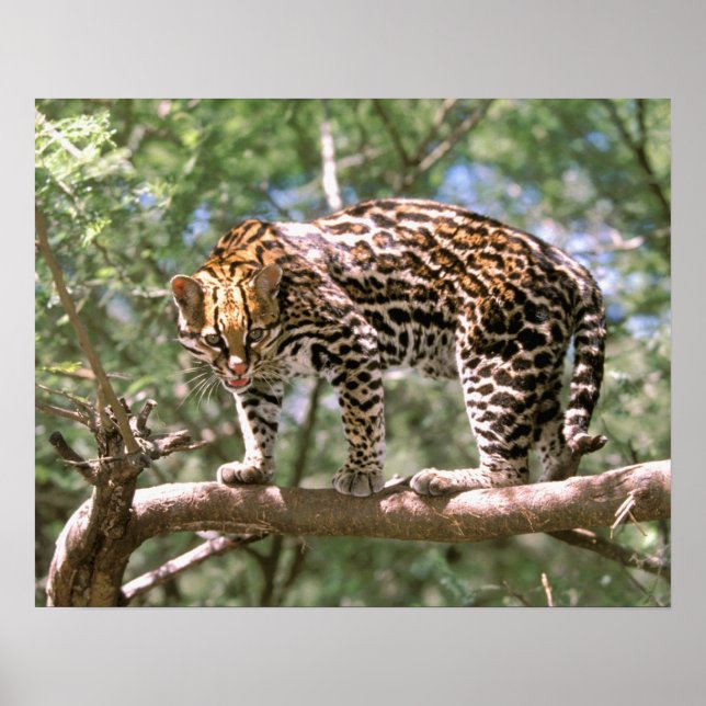 Affiche Amérique du Sud, Equateur, Amazonie. Ocelot (Devant)