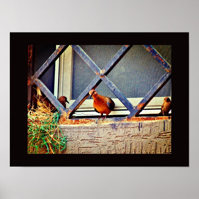Affiche Amis des oiseaux (Devant)