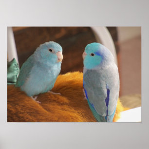 Affiche Amis en plumes Parrotlets du Pacifique bleu Oiseau