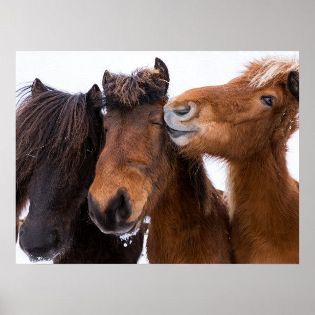 Affiche Amis islandais du cheval, Islande (Devant)