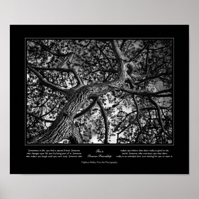 Affiche Amitié pour toujours, Pin canadien, Art (Devant)