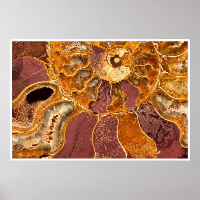 Affiche Ammonite Fossil Close-Up Print Ancient Marine Art (Devant)