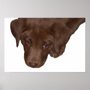 Affiche Amour de chiot