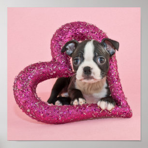 Affiche Amour de chiot des images   de Getty