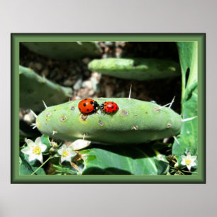 Affiche Amour de coccinelle