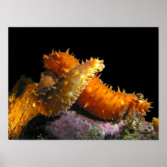 Affiche Amour de concombre de mer de Californie - Tirages  (Devant)