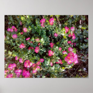 Affiche Amour de rose