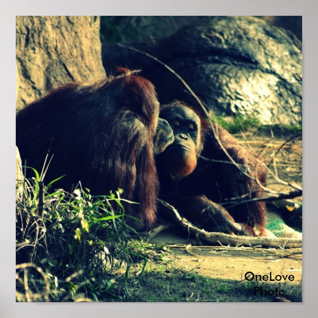 Affiche Amour singe (Devant)