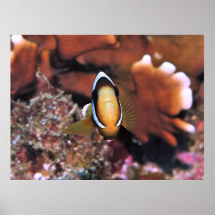 Affiche Amphiprion en charge