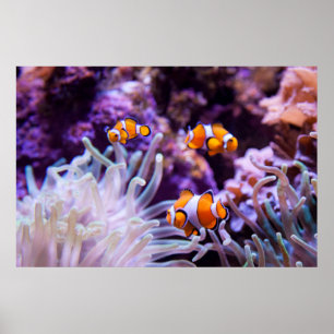 Affiche Amphiprion Ocellaris d'Ocellaris Clownfish  