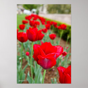 Affiche Ampoules de Haupt, plan rapproché