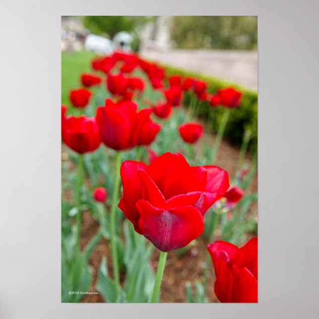 Affiche Ampoules d'échappement, gros plan (Devant)