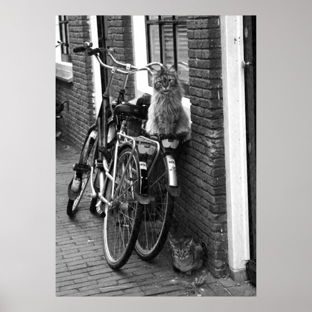 Affiche Amsterdam Cats sur bicyclettes Photo noir & blanc (Devant)