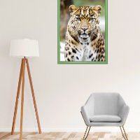 Amur Leopard