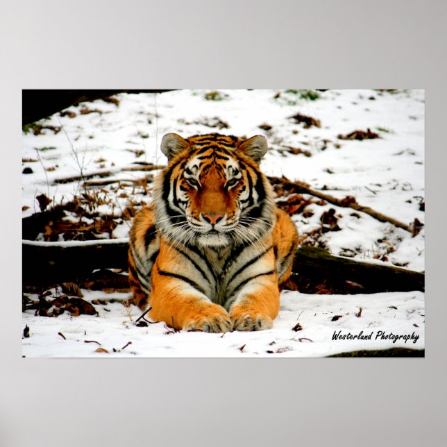 Affiche Amur Stare - Mara le tigre d'Amur (Devant)