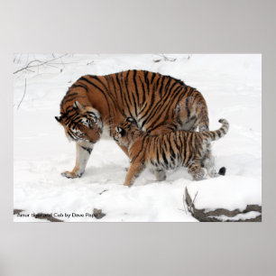 Affiche Amur tiger and Cub, Amur tiger and Cub de Dave ...