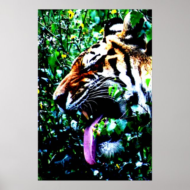 Affiche Amur Tiger wapa (Devant)