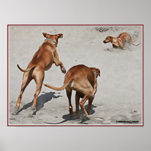 Affiche Amusement de Ridgeback à la plage - Customisé