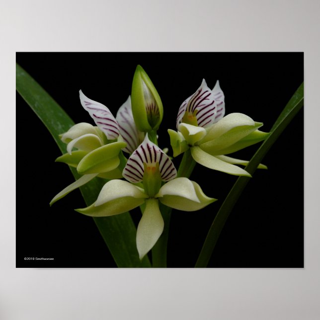 Affiche Anacheilium Chacoense (Devant)