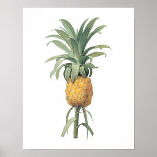 Affiche ananas (Bromelia ananas) par Redouté