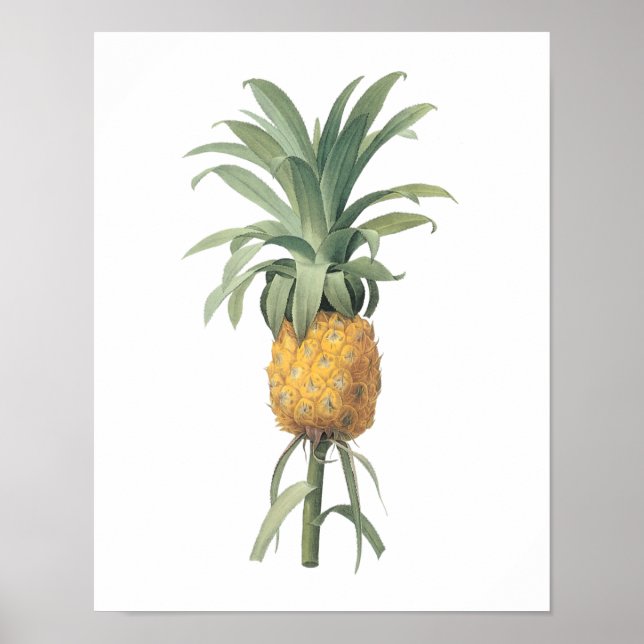 Affiche ananas (Bromelia ananas) par Redouté (Devant)
