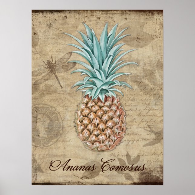 Affiche Ananas Comosus - Histoire naturelle (Devant)