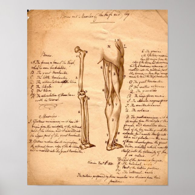 Affiche Anatomical Sketch (Devant)